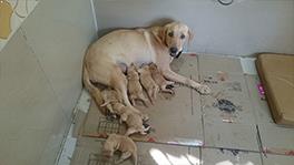 Dog boarding in chennai