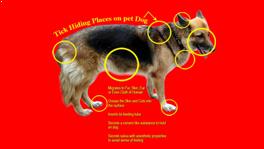 tick problem for dogs