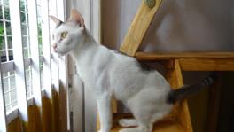 Dog boarding in chennai