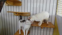 tick problem for dogs