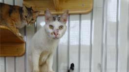 pet care services in chennai