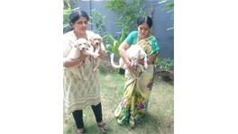 Dog boarding in chennai
