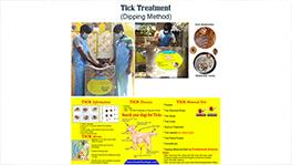 swimming pool for dogs chennai