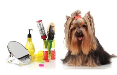 dog stay in chennai