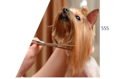 
kennel in chennai