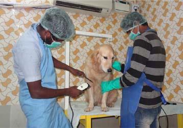 Dog care in chennai