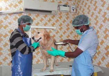 Pet care in chennai