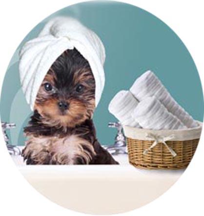 
Tick treatment for dogs

