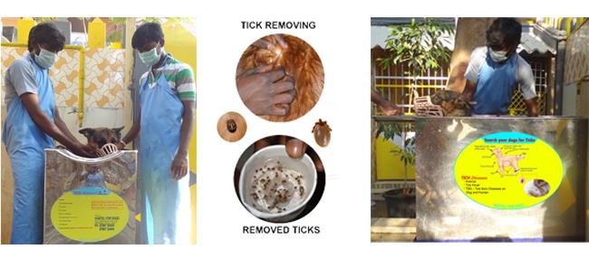 
Tick treatment for dogs

