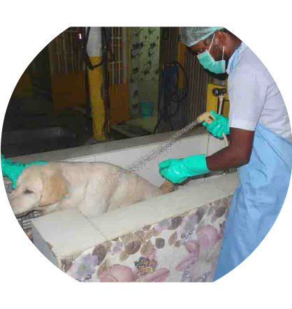 
Tick treatment for dogs
