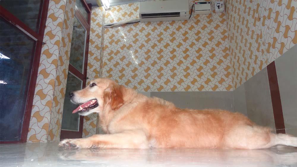 tick problem for dogs