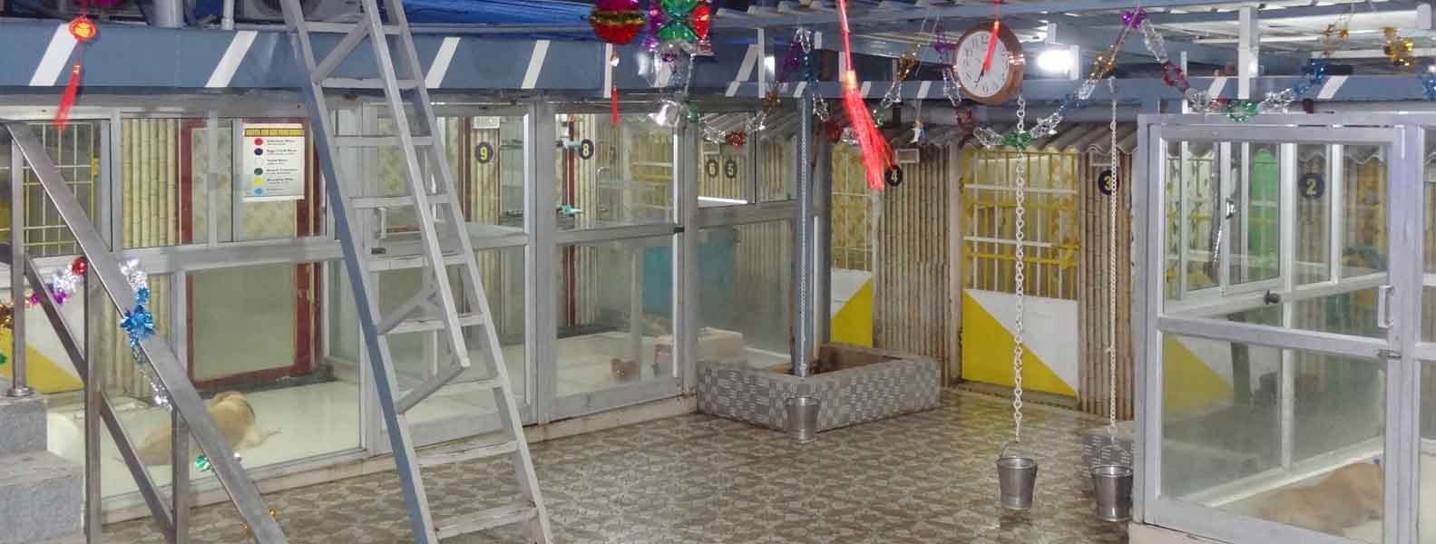dogs-swimming-pool
