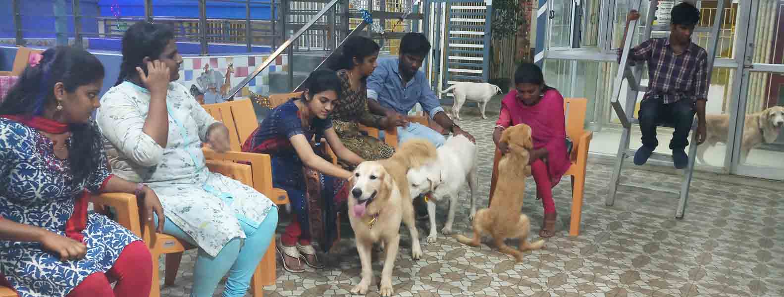 tick problem for dogs