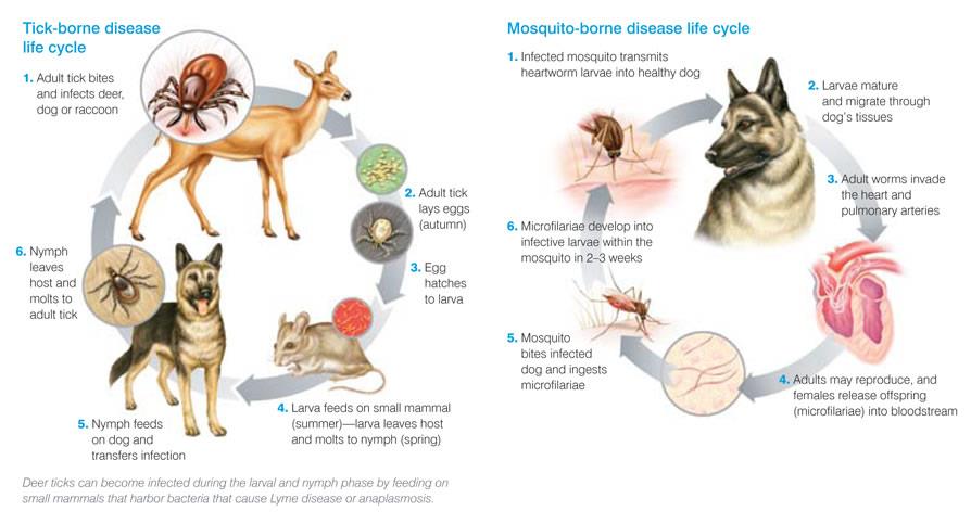 tick problem for dogs
